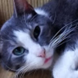 Meet your Posher, Raven